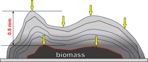 Difusión en la biomasa